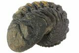 Bumpy Enrolled Morocops (Phacops) Trilobite #86413-2